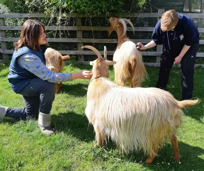young people feed goats